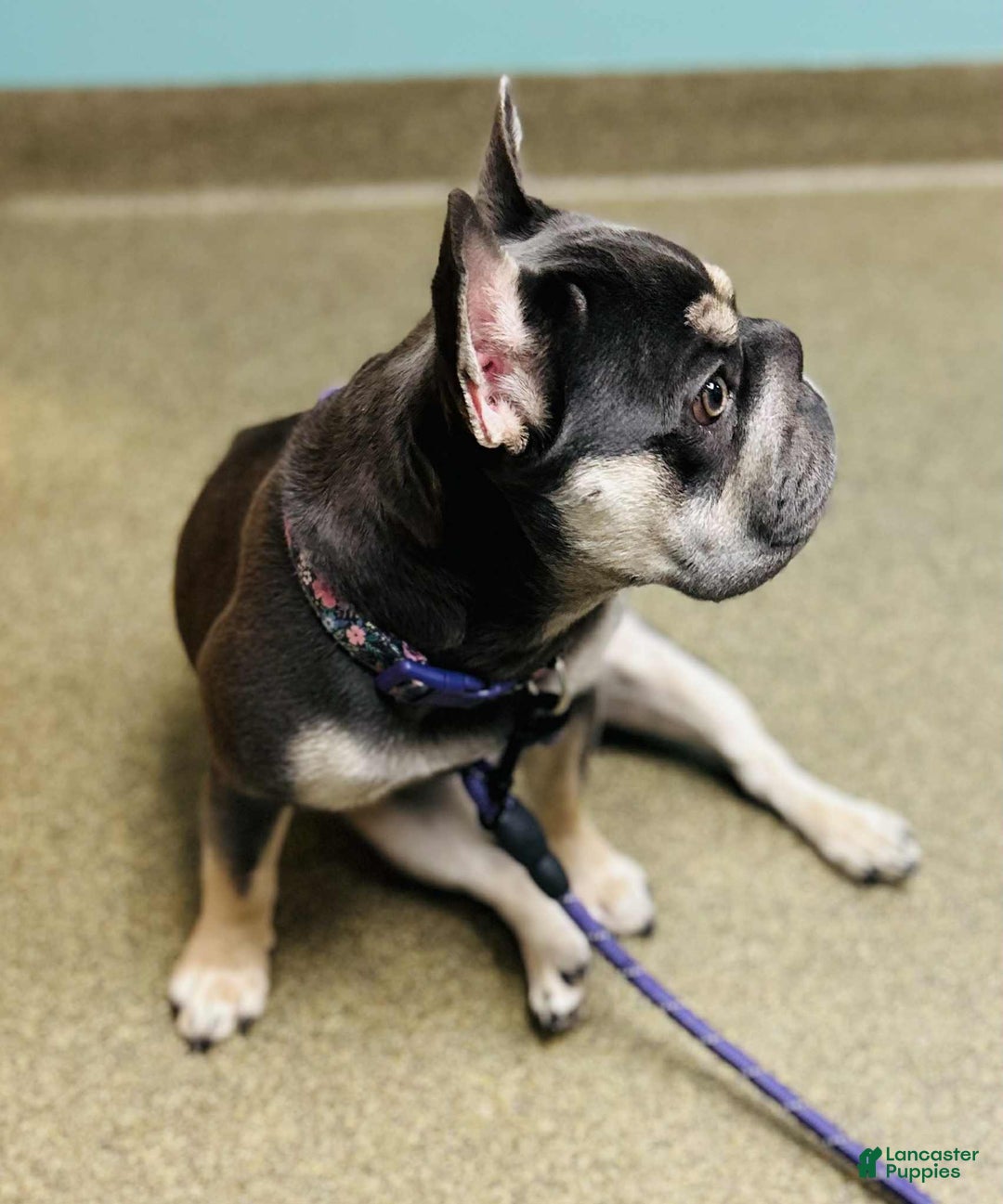 Gallery Image {{count}}