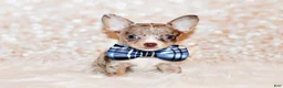 Chihuahua dogs for sale: Newt - Ad 5