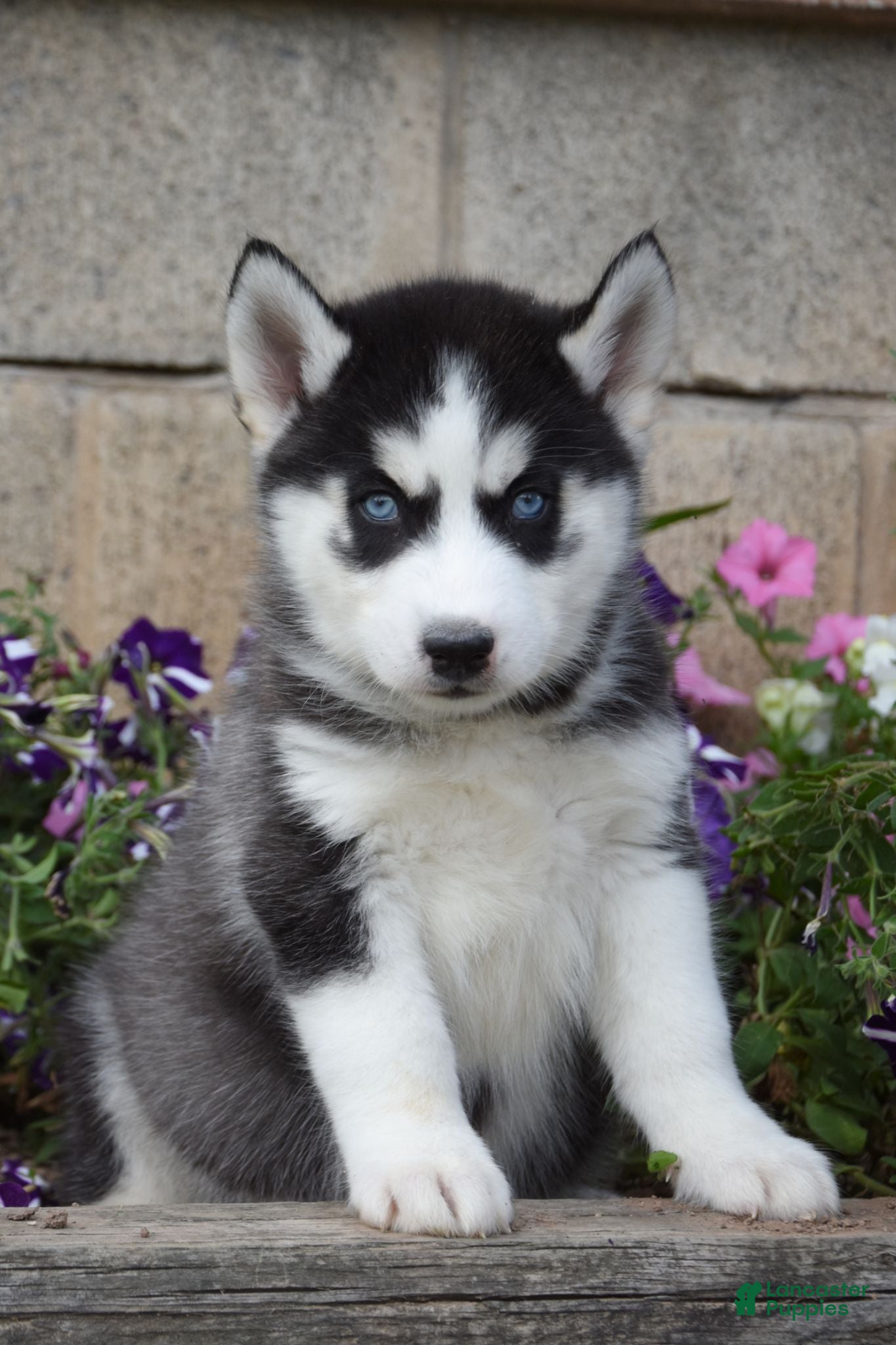 Siberian Husky dogs Enzo - Ad 1