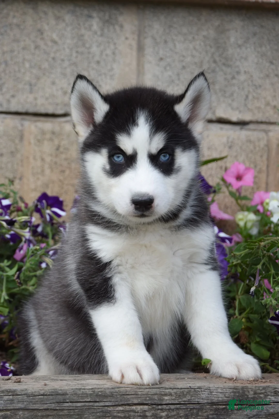 Siberian Husky dogs for sale: Enzo - Ad 1