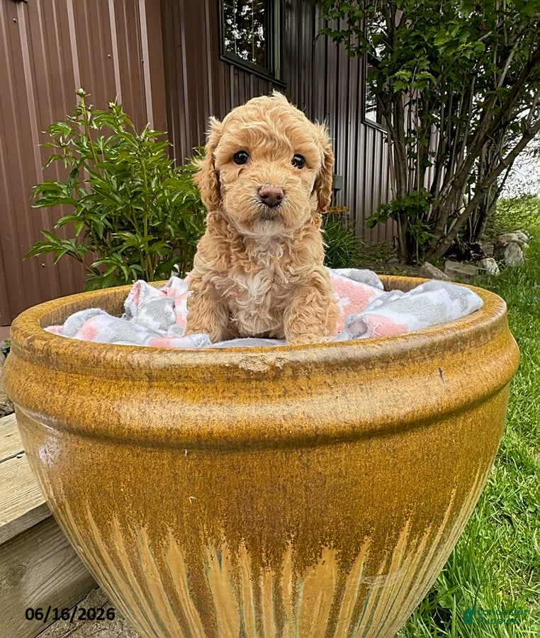 Bichpoo dogs Max - Ad 1