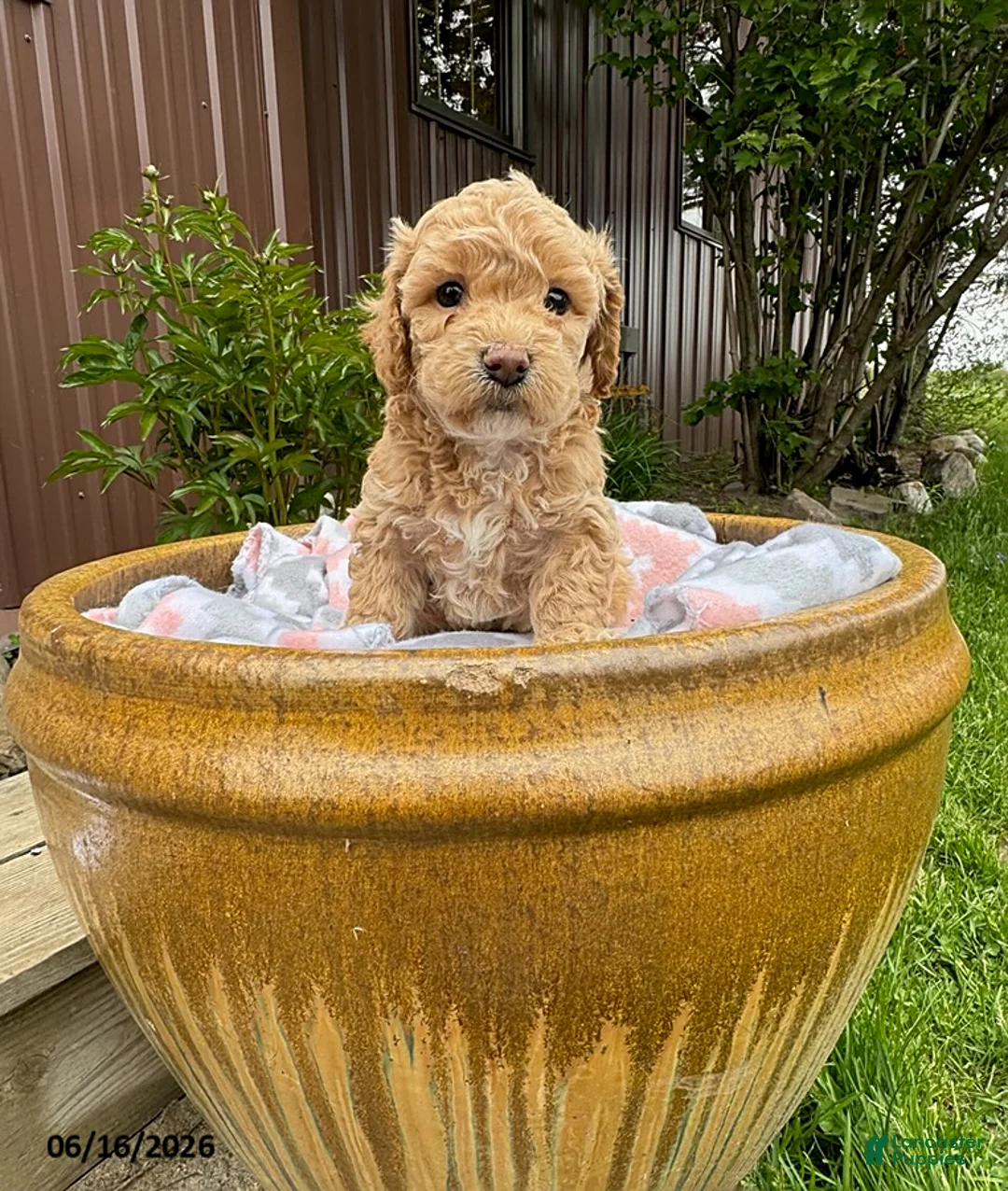 Bichpoo dogs for sale: Max - Ad 1