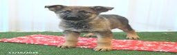 German Shepherd dogs for sale: Heidi - Ad 1