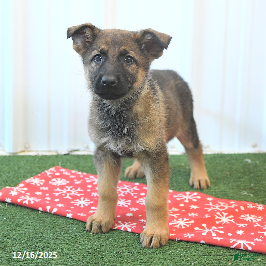 German Shepherd dogs for sale: Heidi - Ad 1