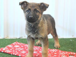 German Shepherd dogs Heidi - Ad 17