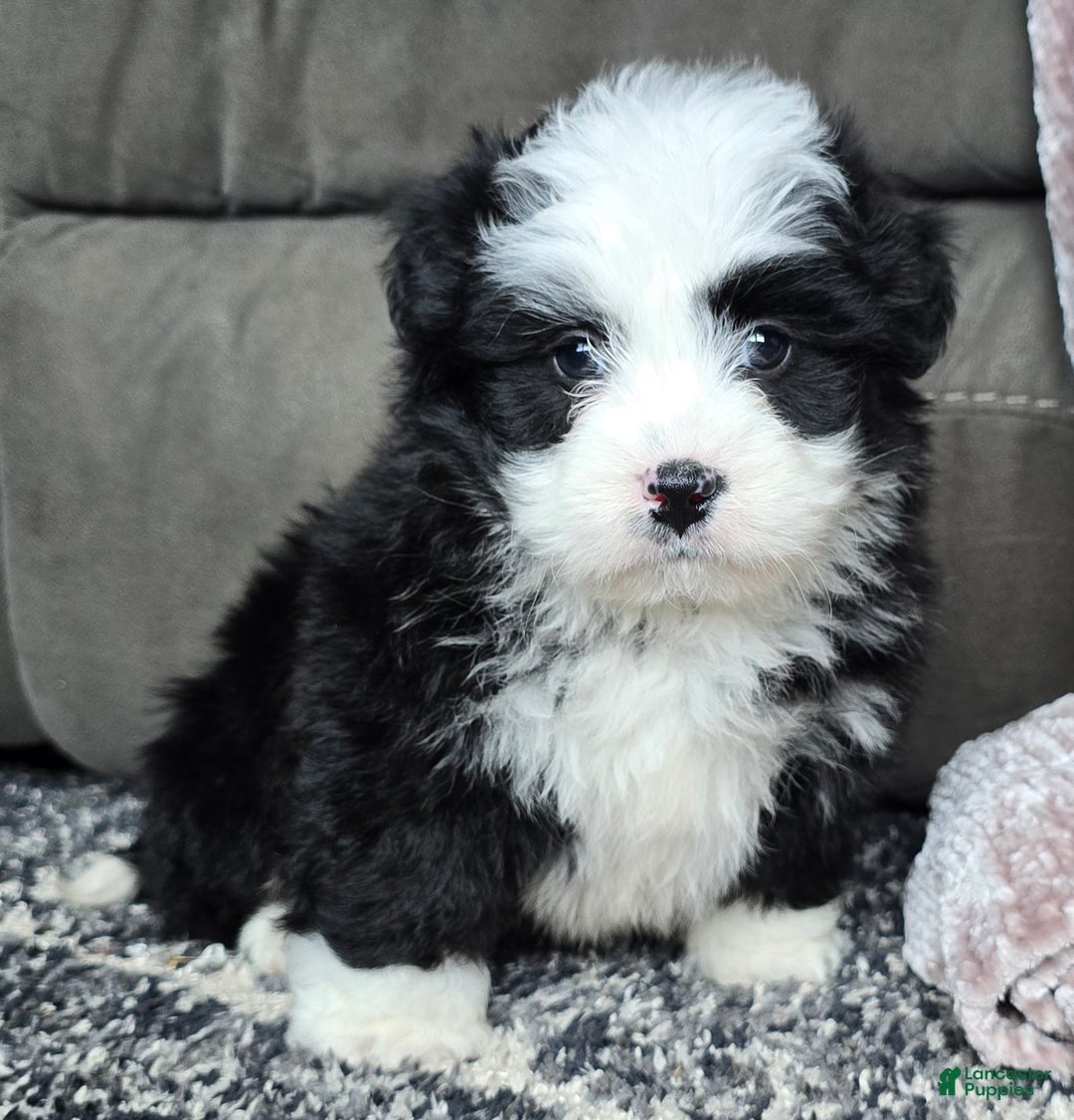 Mini Bernedoodle dogs for sale: Mini Boots - Ad 6