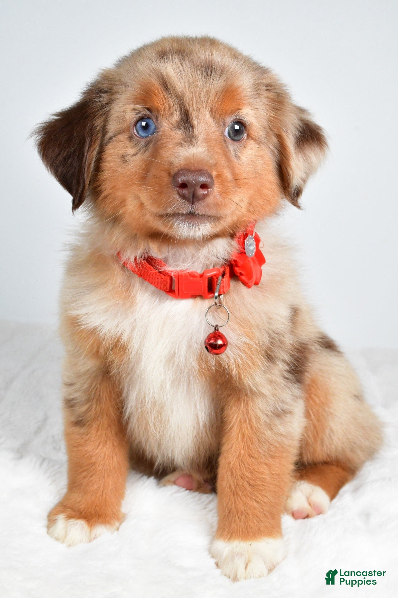 Miniature Australian Shepherd dogs Autumn - Ad 1