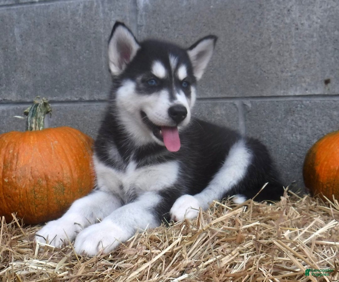 Husky German Shepherd Mix Puppy For Sale Dutch Shepherd Husky Mix