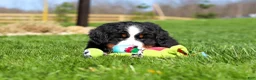 Bernese Mountain Dog dogs for sale: Florence - Ad 3