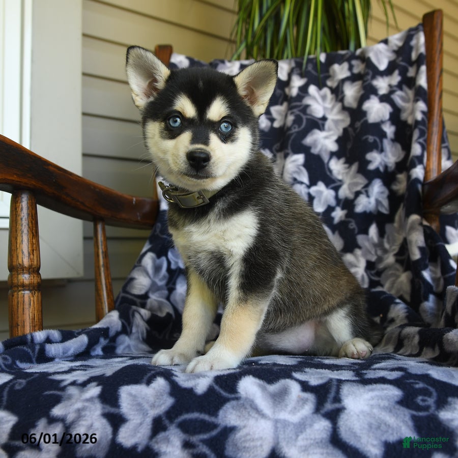 Alaskan Klee Kai dogs Mildred - Ad 1