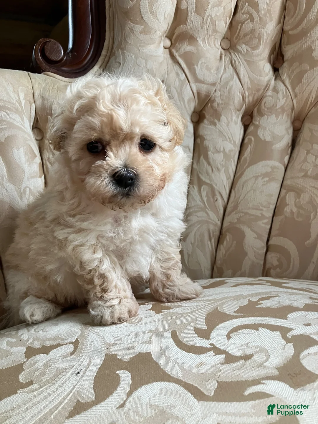 Maltipoo dogs for sale: Sammy - Ad 1
