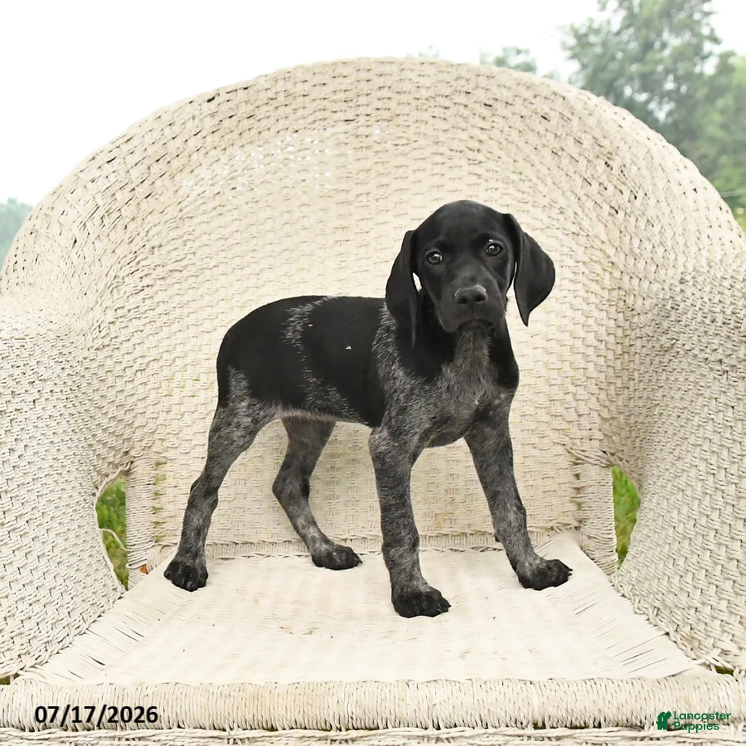 German Shorthaired Pointer dogs for sale: Daisy - Ad 1