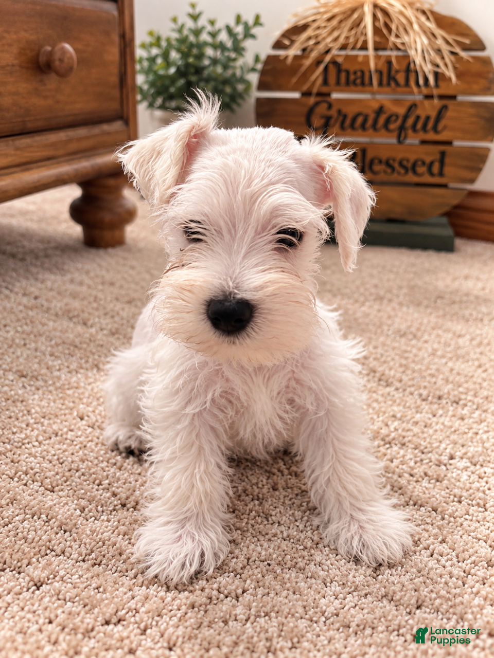 Miniature Schnauzer dogs Marshmellow - Ad 2