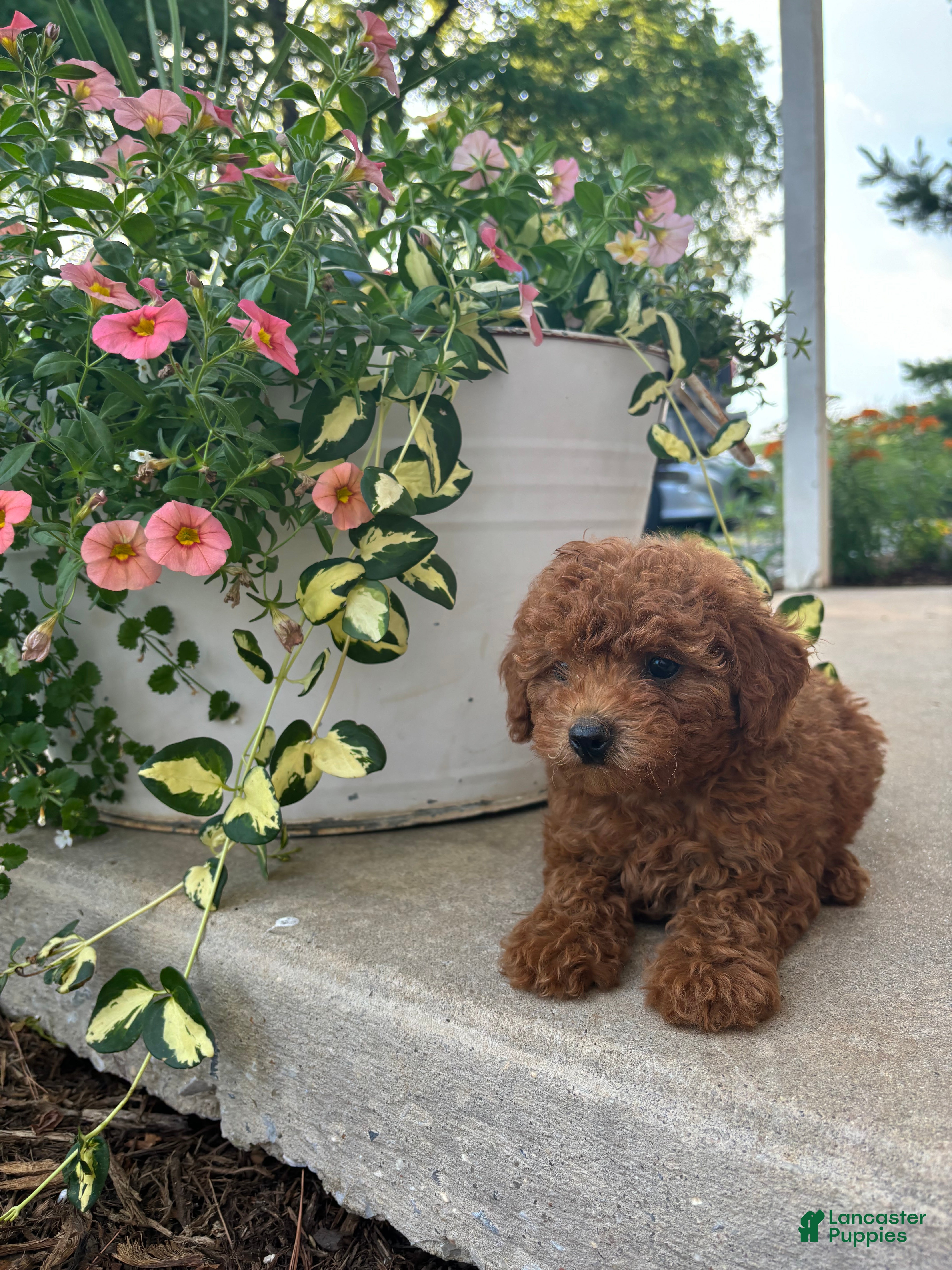 Bichpoo dogs Benny  - Ad 2