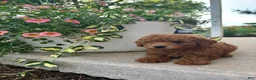 Bichpoo dogs for sale: Benny  - Ad 2