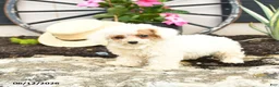 Toy Poodle dogs for sale: Meringue - Ad 3