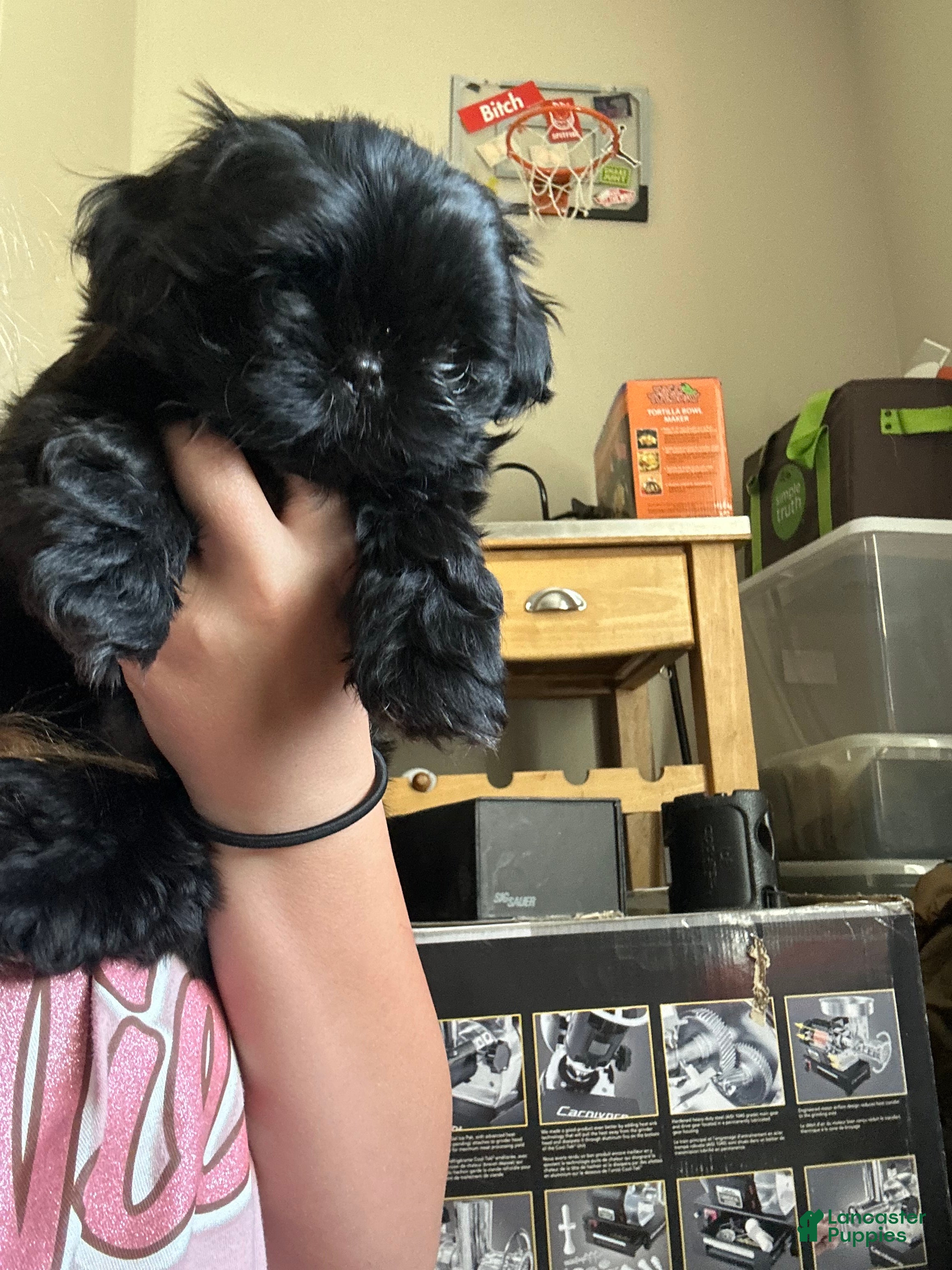 Shih Tzu dogs Shih Tzu 1 - Ad 1