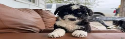 Mini Bernedoodle dogs for sale: Cannoli - Ad 2