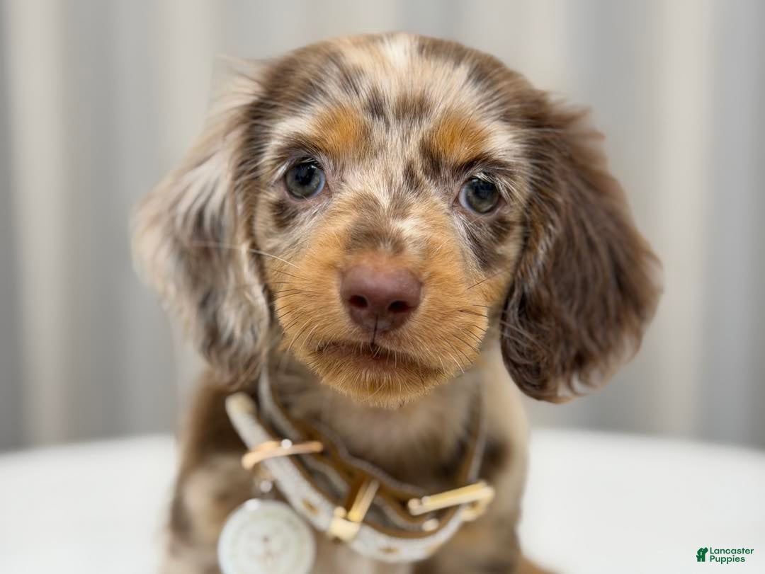 Miniature Dachshund dogs Lorain  - Ad 6