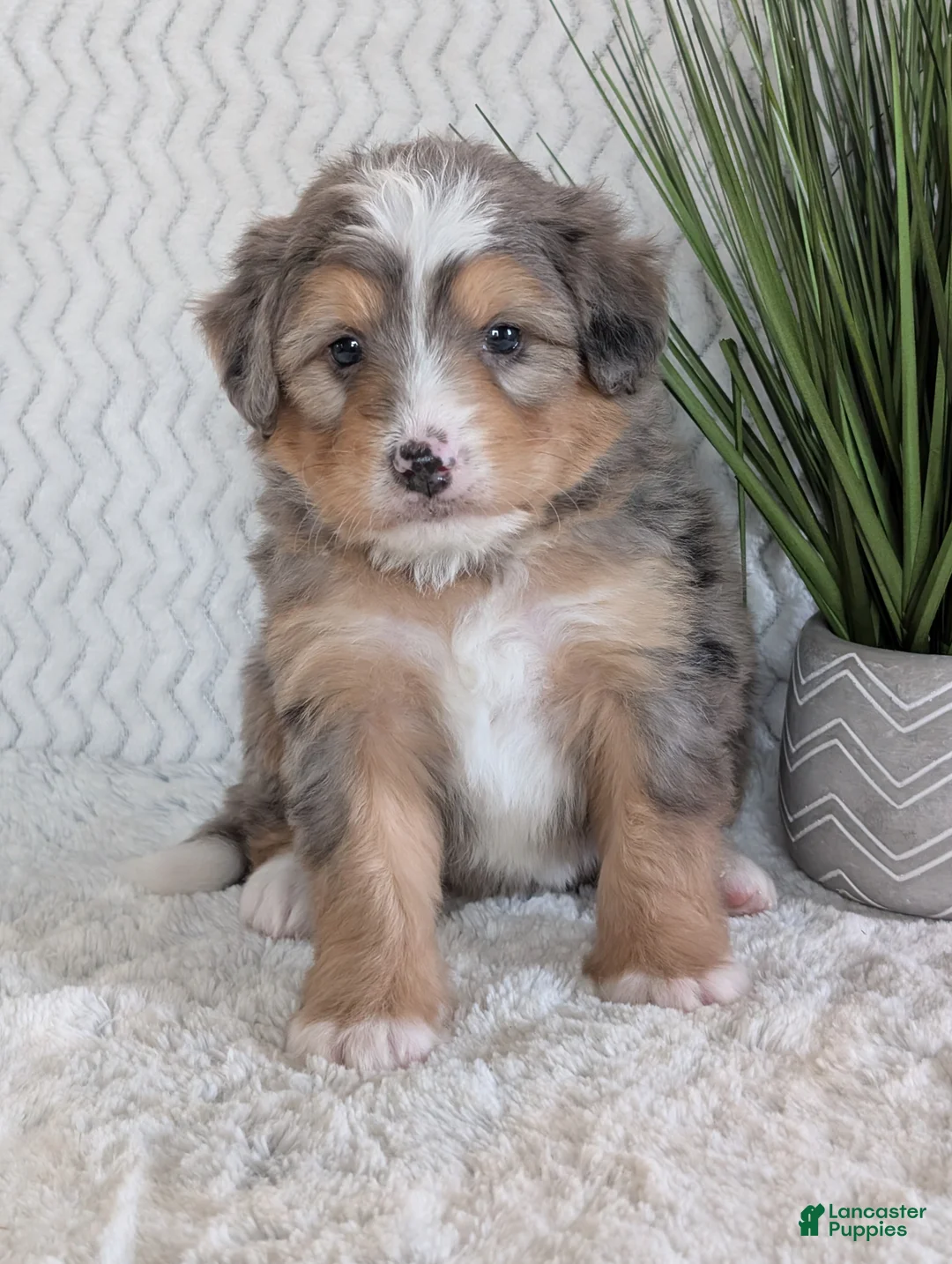 Mini Bernedoodle dogs for sale: Mini Dusty  - Ad 12