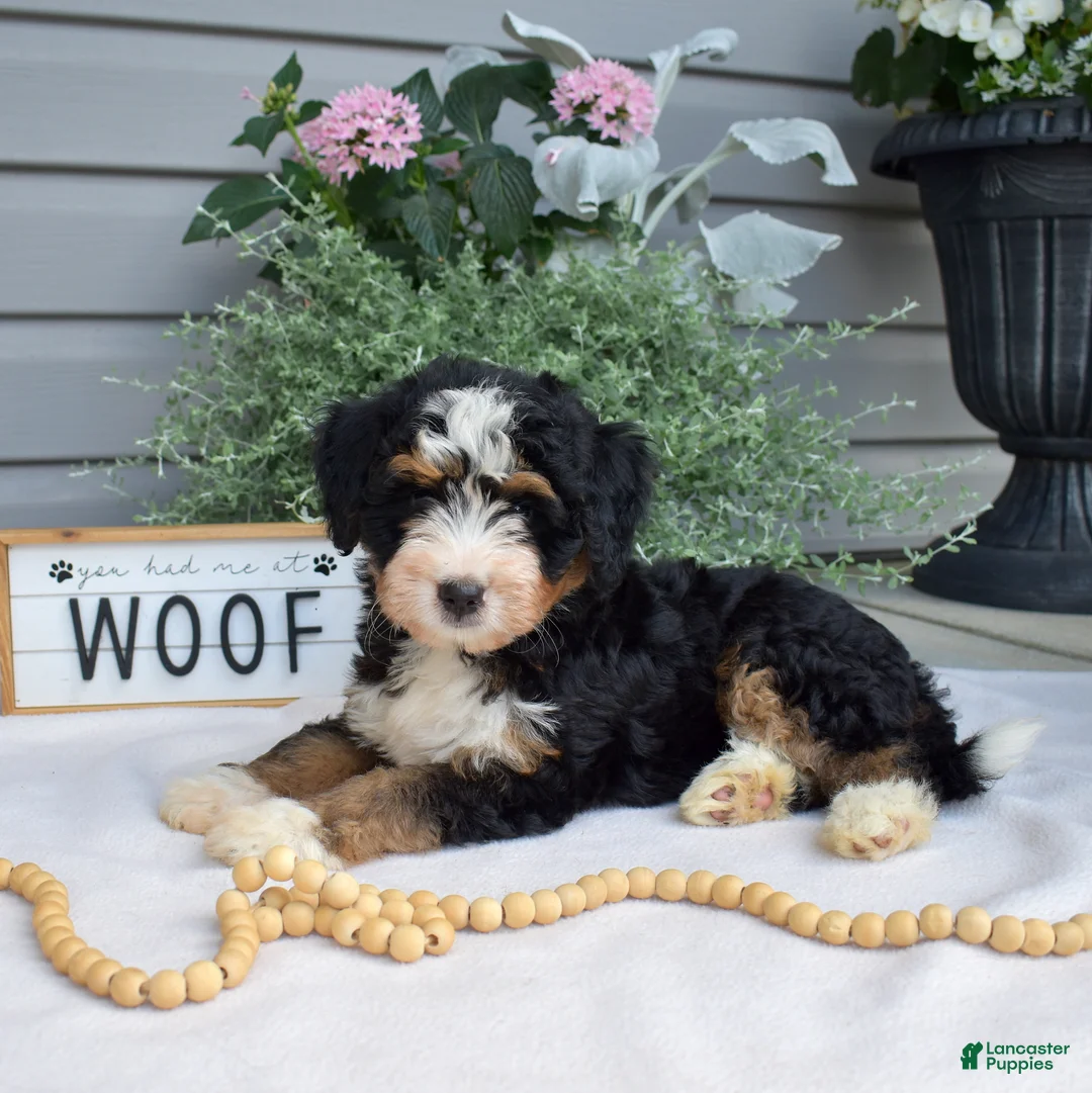 Mini Bernedoodle dogs for sale: Fern - Ad 1