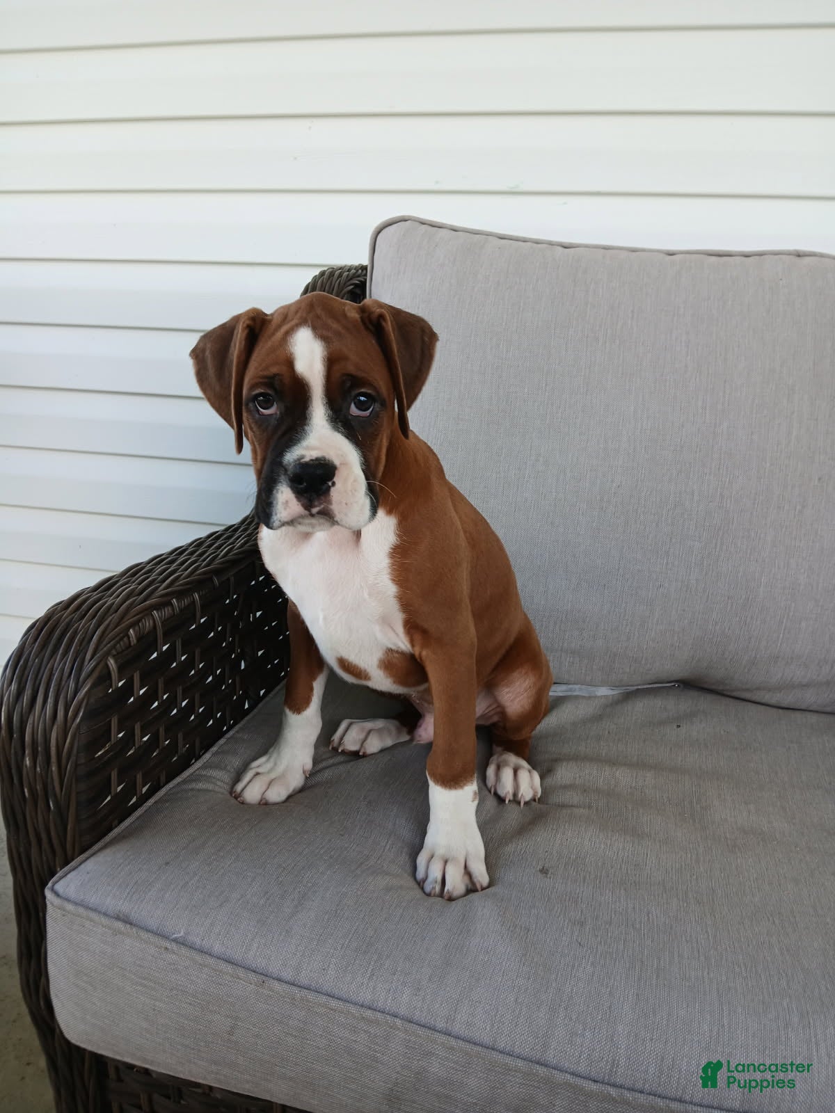 Boxer dogs Jumbo - Ad 1