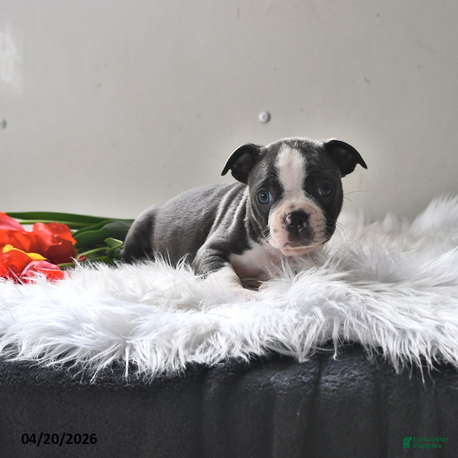 Boston Terrier dogs Pepper - Ad 1