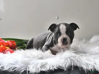 Boston Terrier dogs for sale: Pepper - Ad 2