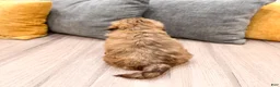 Shih Tzu dogs for sale: Abigail - Ad 5
