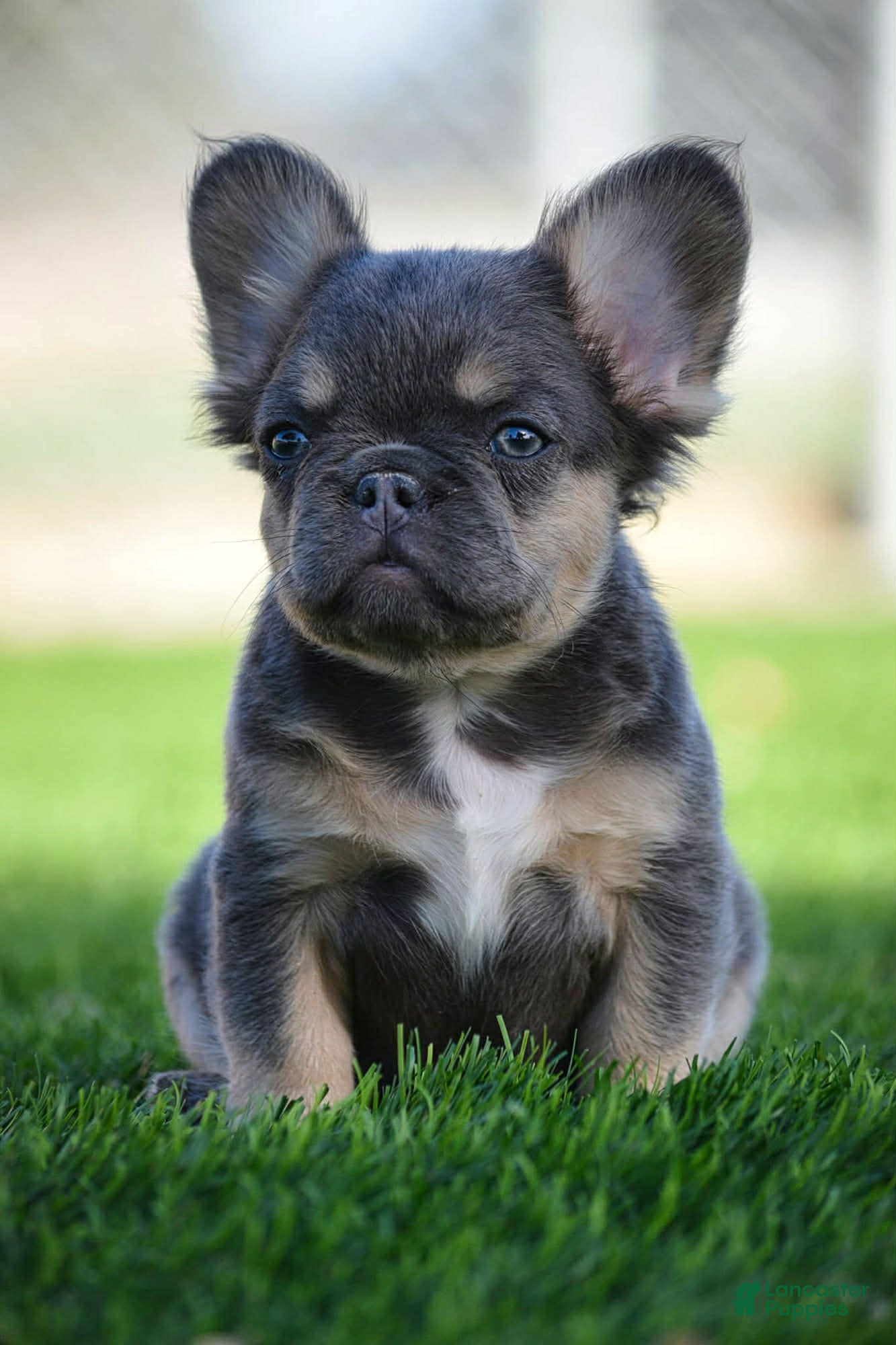 French Bulldog dogs French Bulldog Puppy 1 - Ad 2