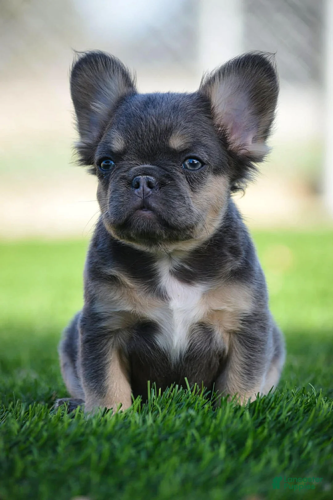 French Bulldog dogs for sale: French Bulldog Puppy 1 - Ad 2