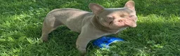 French Bulldog dogs for stud: King Cash - Ad 3