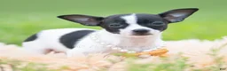 Chihuahua dogs for sale: Chiquita - Ad 3
