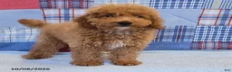 Mini Goldendoodle dogs for sale: Tiffany - Ad 6