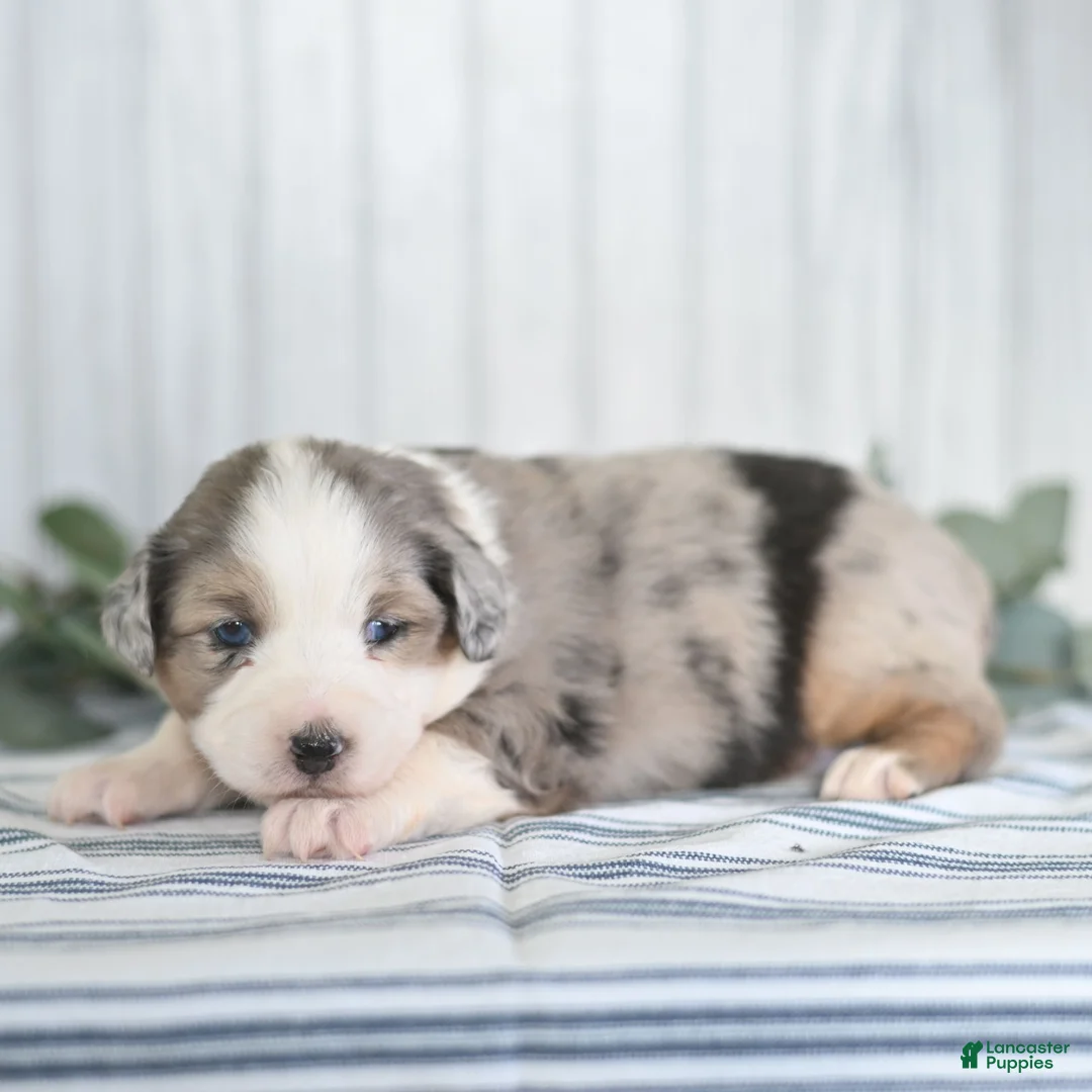 Miniature Australian Shepherd dogs for sale: Ginger  - Ad 5