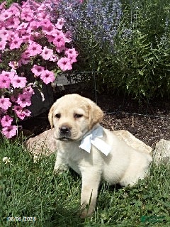 Labrador Retriever dogs Sheba - Ad 33