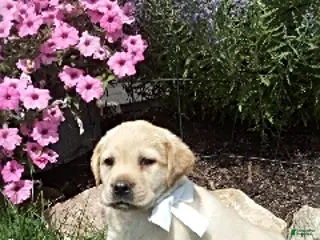 Labrador Retriever dogs Sheba - Ad 33