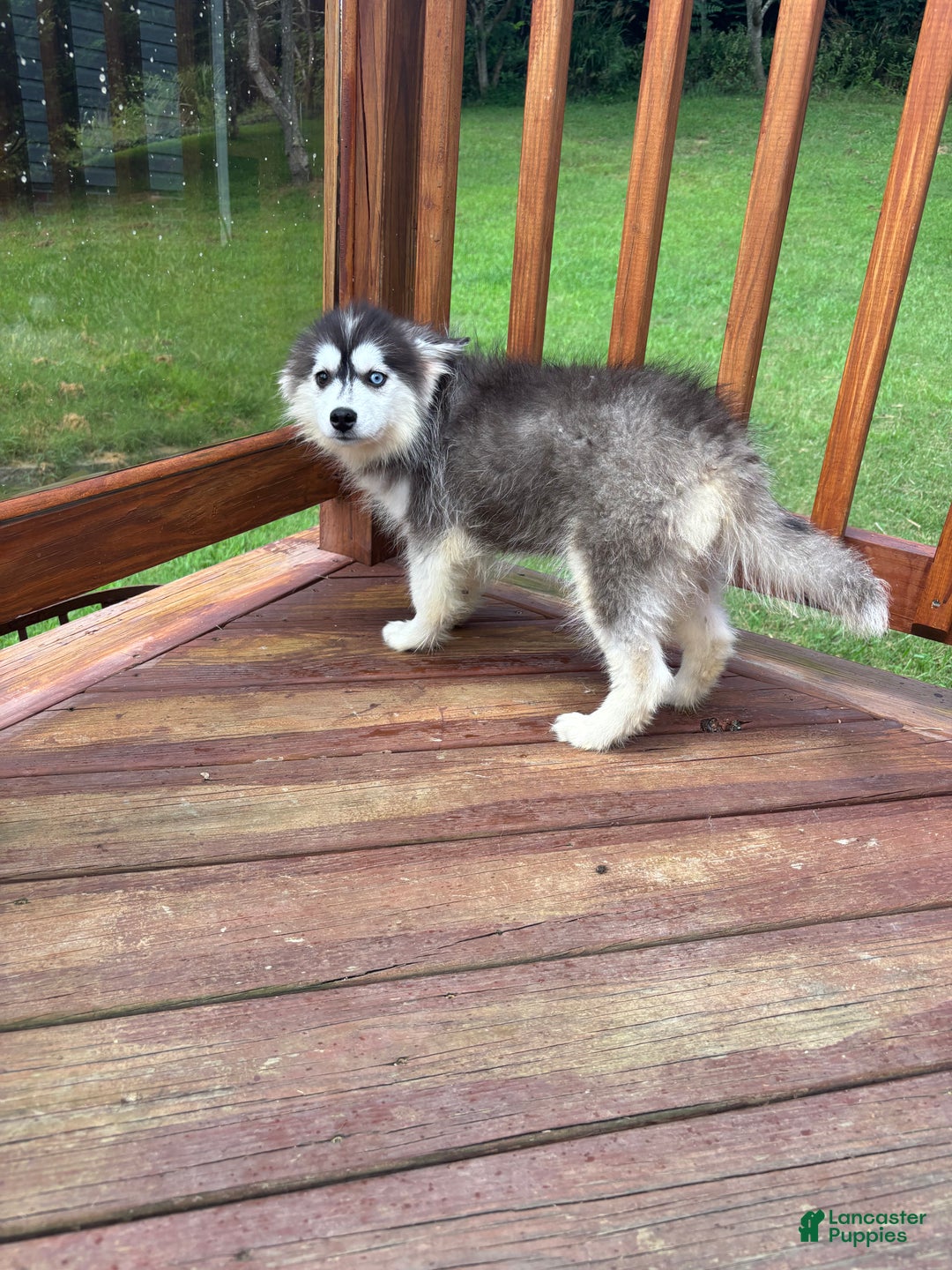 Pomsky dogs for sale: Onyx - Ad 4