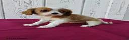 Cavalier King Charles Spaniel dogs for sale: Lady - Ad 3