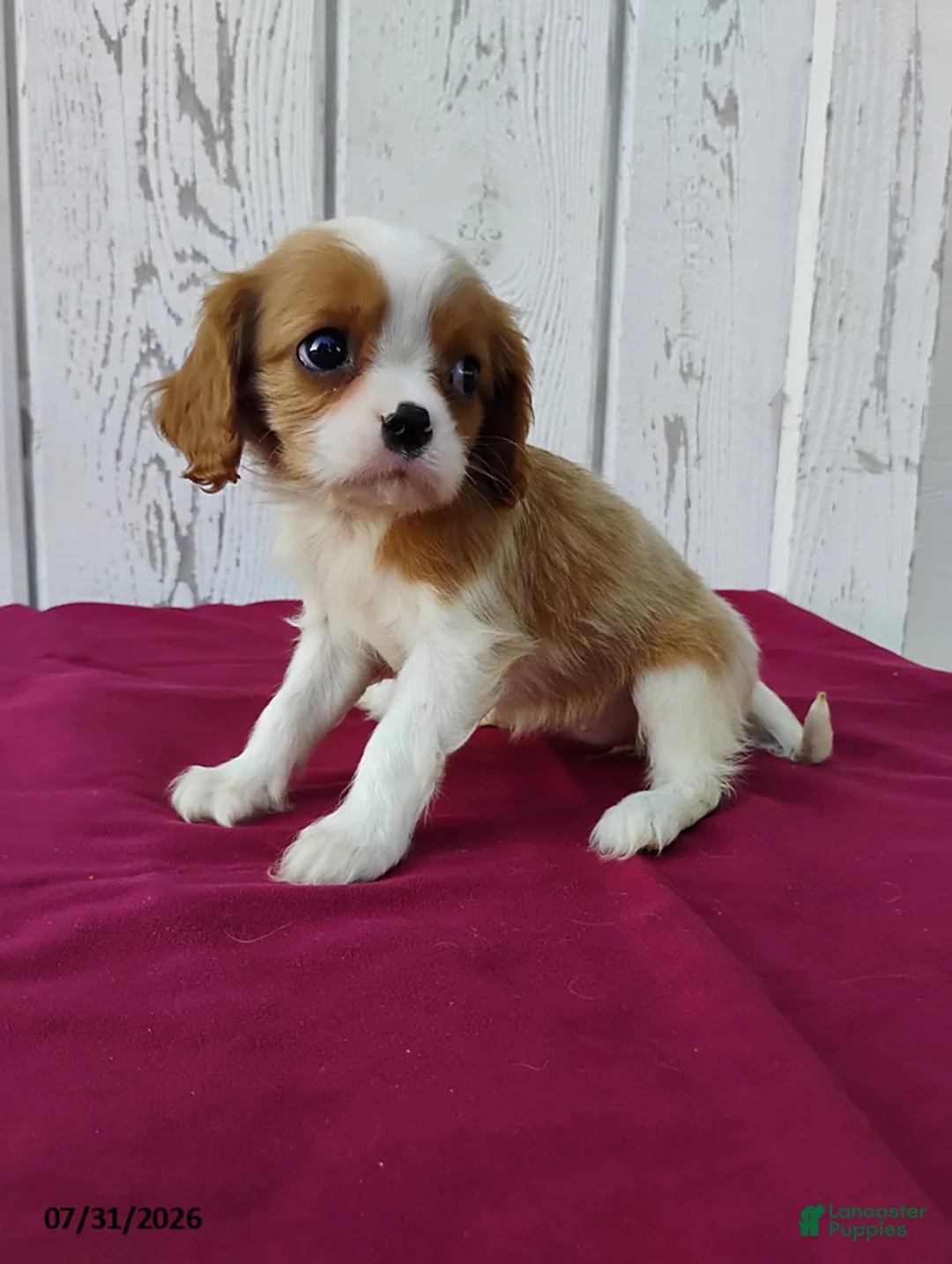 Cavalier King Charles Spaniel dogs for sale: Lady - Ad 3