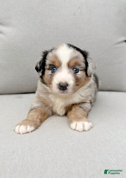 Miniature Australian Shepherd dogs Forrest - Ad 1