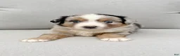 Miniature Australian Shepherd dogs for sale: Forrest - Ad 1