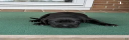 Great Dane dogs for sale: Male  - Ad 5