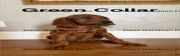 Irish Setter dogs for sale: MacGuffin - Ad 5