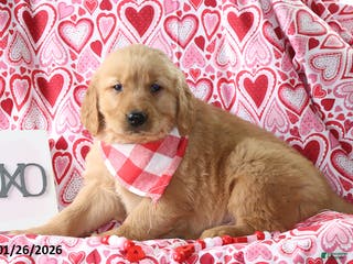 Golden Retriever dogs Reed - Ad 7