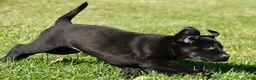 Labrador Retriever dogs for sale: Luna - Ad 7