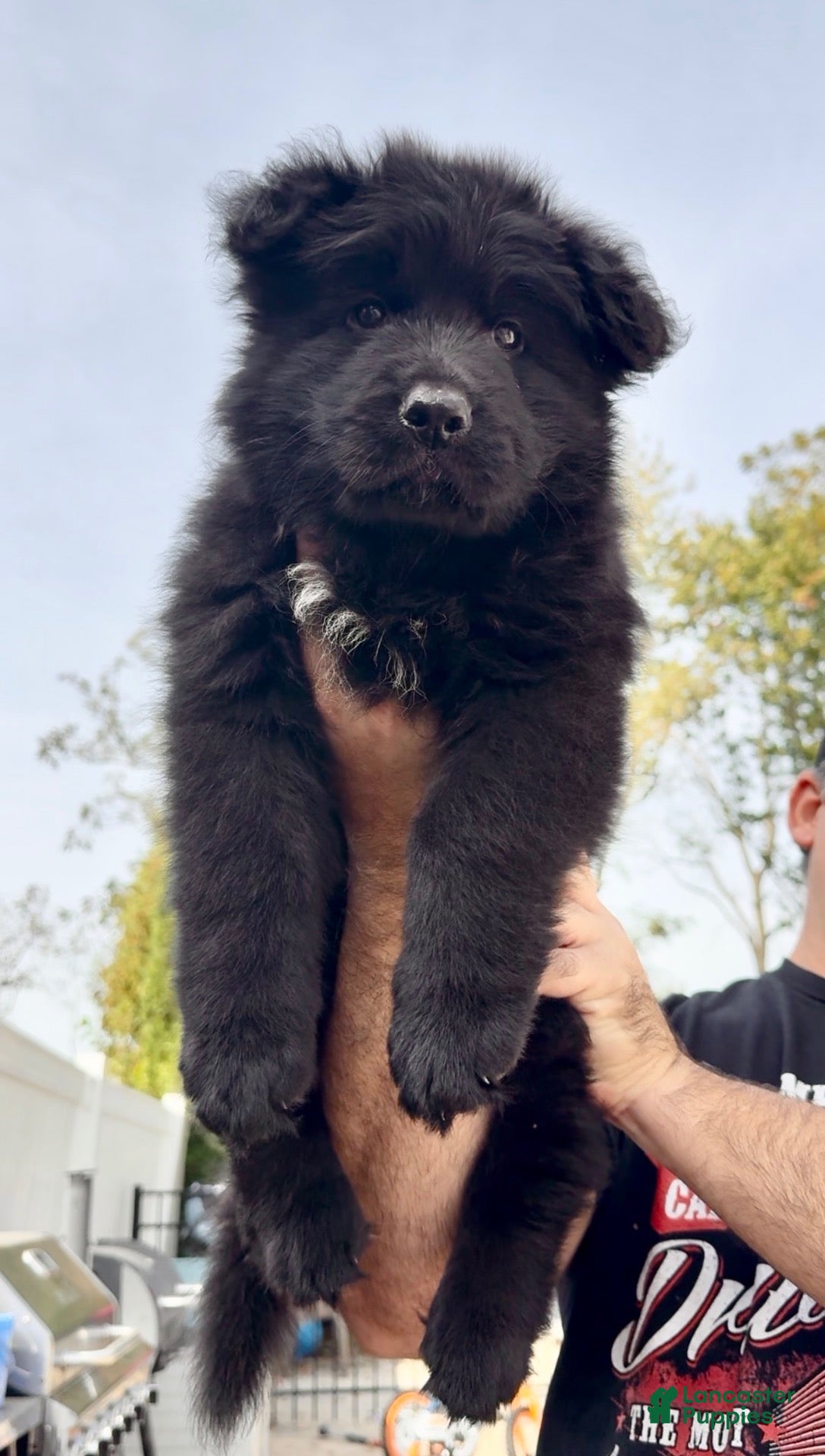 German Shepherd dogs German Shepherd 1 - Ad 1