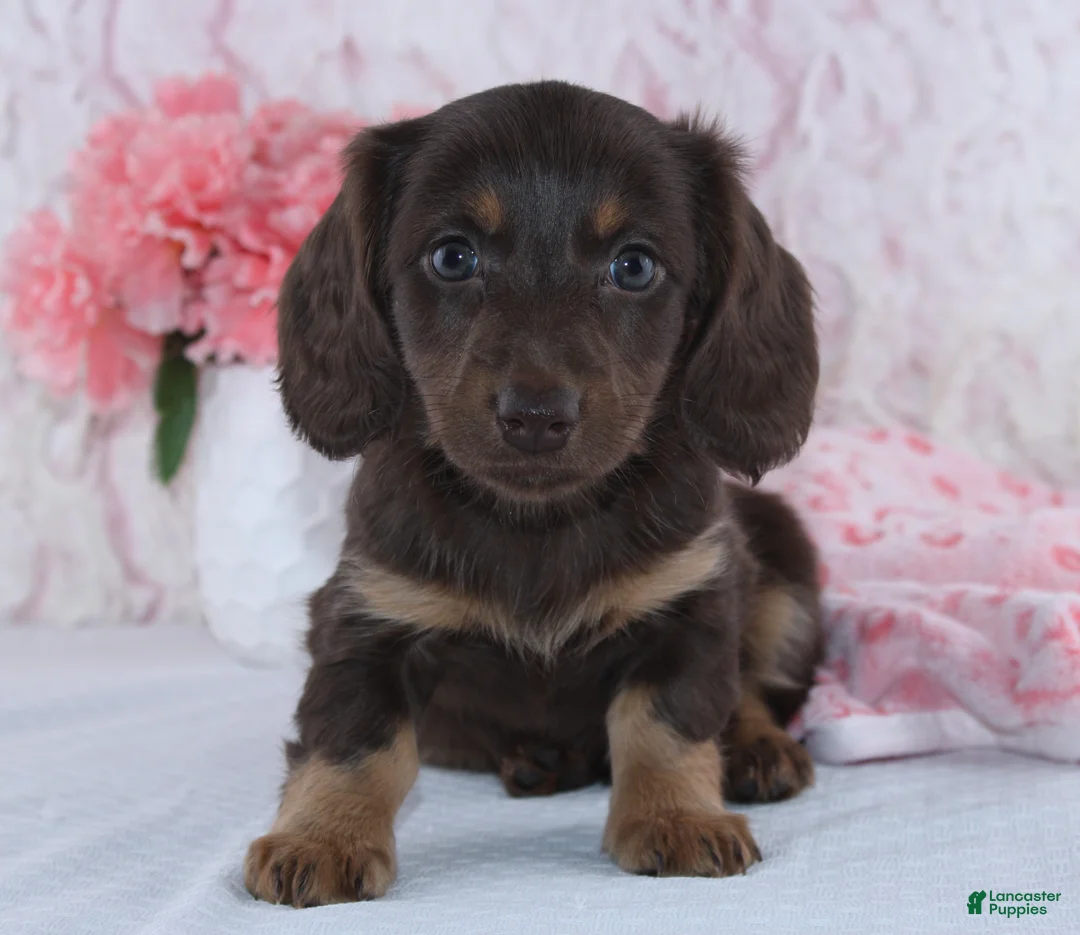 Miniature Dachshund dogs for sale: Dawn - Ad 1