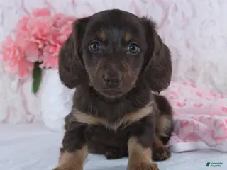 Miniature Dachshund dogs for sale: Dawn - Ad 3