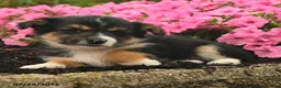 Mixed Breed dogs for sale: Glenda - Ad 3
